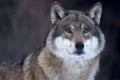 Closeup of a Grey wolf (Canis lupus) Royalty Free Stock Photo