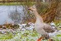 Closeup of a Greylag goose or Anser anser walking on green grass with frozen grass next to a pond Royalty Free Stock Photo
