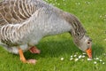Closeup greylag goose on grass