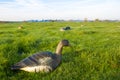 Closeup of greylag goose hunting decoy