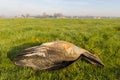 Closeup of greylag goose hunting decoys