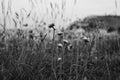 Closeup greyscale shot of field flowers and grass