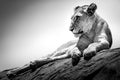 Closeup greyscale shot of a gorgeous female lion lying on the stone