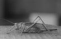 Closeup greyscale shot of a grasshopper Royalty Free Stock Photo