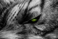 Closeup greyscale shot of a wolf with angry scary green eyes Royalty Free Stock Photo