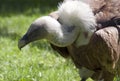 Bird of pray Royalty Free Stock Photo