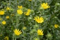 Grindelia squarrosa with yellow flowers Royalty Free Stock Photo