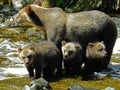 Closeup of grizzly cubs and bear in the bear's knight inlet in Canada during daylight