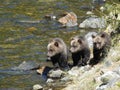 Closeup of grizzly cubs in the bear's knight inlet in Canada during daylight