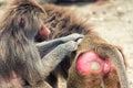 Baboon Grooming