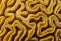 Closeup of Grooved Brain Coral Pattern