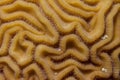 Closeup of Grooved Brain Coral Pattern