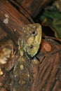 Closeup of the ground agama aculeata from South Africa Royalty Free Stock Photo