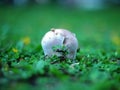 Closeup Of A Ground Ball Shape Mushroom On A Green Field