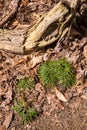 Closeup of Ground Cedar Moss Royalty Free Stock Photo