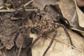 Closeup of ground huntsman spider, Heteropoda venatoria, Satara, Maharashtra