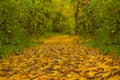 Closeup ground road in forest covered by dry leaves