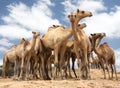 Closeup ground view of group of camels against blue sky background at Babile Camel Market, Ethiopia