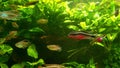 Closeup of group of adorable colorful fish swimming in the aquarium