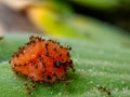 closeup of a group of ants eating pieces of fruit