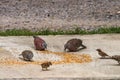 Closeup of group asian Grey pigeons ,dove and little bird eating