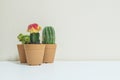 Closeup group of beautiful cactus in brown plastic pot for decorate on blurred white wooden desk and cream color wallpaper wall te Royalty Free Stock Photo