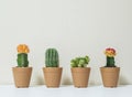 Closeup group of beautiful cactus in brown plastic pot for decorate on blurred white wooden desk and cream color wallpaper wall te Royalty Free Stock Photo