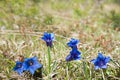 Closeup of a group blue gentian flowers Royalty Free Stock Photo