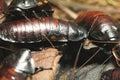 Closeup of a group of bugs in sunny weather on a piece of wood