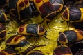 Closeup of a group of bugs on a yellow leaf