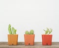 Closeup group of cactus in brown plastic pot on blurred wood desk and white cement wall textured background with copy space Royalty Free Stock Photo