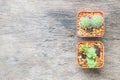 Closeup group of cactus in plastic white and brown pot on wood desk textured background in top view with copy space