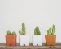 Closeup group of cactus in white and brown plastic pot on blurred wood desk and white cement wall textured background with copy sp Royalty Free Stock Photo