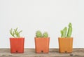 Closeup group of cactus in white and brown plastic pot on blurred wood desk and white cement wall textured background with copy sp Royalty Free Stock Photo