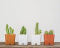 Closeup group of cactus in white and brown plastic pot on blurred wood desk and white cement wall textured background with copy sp Royalty Free Stock Photo