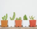 Closeup group of cactus in white and brown plastic pot on blurred wood desk and white cement wall textured background with copy sp Royalty Free Stock Photo