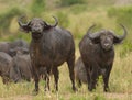 Closeup of a group of Cape Buffalo