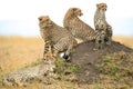 Closeup of a group of Cheetahs on a rock in the wild