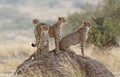 Closeup of a group of Cheetahs on a rock in the wild