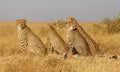 Closeup of a group of Cheetahs in the wild