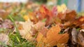 Closeup a group of colorful maple leaf fall on green grass with blurred background in park. Leaves with pink, orange, red and Royalty Free Stock Photo