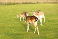 Closeup of a group of deer at a grassy field