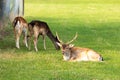 Closeup of a group of deer lying and grazing under a tree at a grassy field