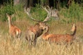 Closeup of a group of deers in the forest with tall trees in the background