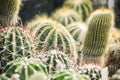 Closeup of group of different cactus plants in botany garden in Kharkov, Ukraine. Member of the plant family Cactaceae.