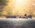 Closeup of a group of elephants crossing a river