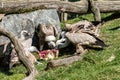 Closeup of group of European Vultures eating carcass of meat Royalty Free Stock Photo