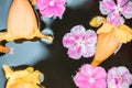 Closeup group of fallen pink and yellow flower float on water in basin for decoration in the garden textured background Royalty Free Stock Photo