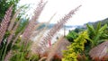 Closeup of group flowers blooming in tropical garden