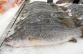 Close up Group of Fresh Barramundi or Asian Sea Bass on Ice Royalty Free Stock Photo